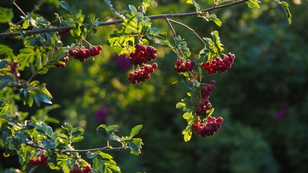 Léčivé stromy - kurz