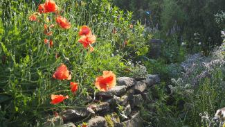 lucni_kviti_v_zahrade